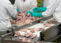 Holandia praca dla par bez znajomości języka przy pakowaniu mięsa drobiowego, Haga