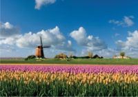 Oferta pracy w Holandii ogrodnictwo od zaraz przy kwiatach bez języka Horst