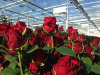 Ogrodnictwo oferta pracy w Holandii bez języka przy kwiatach – ścinanie róż, Waddinxveen