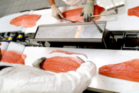 Pakowanie filetów rybnych – praca w Holandii od zaraz bez języka, Veghel