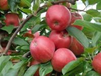Holandia praca bez znajomości języka przy zbiorach jabłek od zaraz Horst
