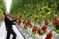 Ogrodnictwo oferta pracy w Holandii jako Kierownik szklarni, blisko polskiej granicy