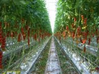 Praca w Holandii bez języka w ogrodnictwie przy pomidorach, papryce, kwiatach doniczkowych, Wateringen