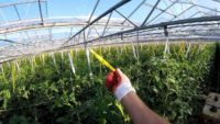 Ogrodnictwo Holandia praca jako pracownik szklarni z pomidorami od zaraz