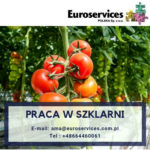 Planty pomidorów Holandia praca w ogrodnictwie bez języka w szklarni, Haarsteeg
