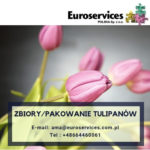 Sezonowa praca w Holandii bez języka przy zbiorach i pakowaniu kwiatów-tulipanów Dirksland