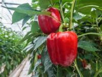 Zbiór papryki i pomidorów Holandia praca sezonowa 2019 od zaraz