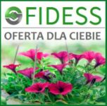 Holandia praca bez języka w ogrodnictwie kwiaty szklarniowe dla kobiet i mężczyzn (Ens lub Bemmel)