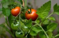 Ogrodnictwo dam pracę w Holandii okręcanie i usuwanie pędów bocznych pomidorów, Houten