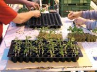 Praca Holandia w ogrodnictwie bez języka – produkcja sadzonek szklarnia, Bavel 2019