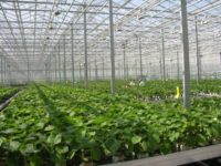 Kaatsheuve oferta pracy w Holandii w ogrodnictwie – sadzonki, układanie bukietów
