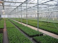 Holandia praca bez języka przy pielęgnacji sadzonek od zaraz w ogrodnictwie 2019 Lottum