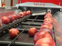 Fizyczna praca w Holandii sortowanie i pakowanie jabłek i gruszek 2019
