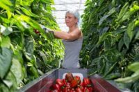Ogrodnictwo dam pracę w Holandii w szklarni z papryką, pomidorami, kwiatami