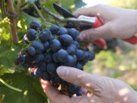 Sezonowa praca Holandia od zaraz przy zbiorach winogron bez języka 2019 Beek