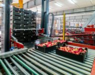 Oferta pracy w Holandii od zaraz na produkcji – sortowanie i pakowanie owoców, Tilburg