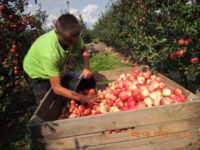 Oferta sezonowej pracy w Holandii bez języka – zbiory jabłek 2019, Nijmegen