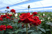 Ogrodnictwo dam pracę w Holandii dla par przy kwiatach-różach w szklarni, Delfgauw