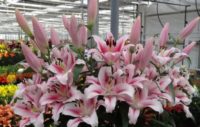 Ogrodnictwo od zaraz praca Holandia przy kwiatach bez znajomości języka Dronten 2019