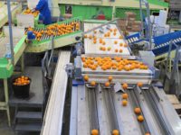 Bez języka Holandia praca na produkcji – pakowanie, sortowanie owoców i warzyw, Haga