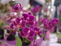 Ogrodnictwo praca w Holandii od zaraz przy kwiatach bez języka w Poeldijk 2020