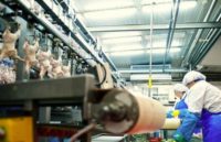 Dla par oferta pracy w Holandii na produkcji bez języka przy kurczakach w Doetinchem 2020