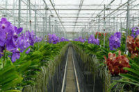 Praca Holandia w ogrodnictwie przy kwiatach-orchideach od zaraz dla kobiet