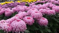 Ogrodnictwo praca w Holandii bez języka przy kwiatach-chryzantemach od zaraz Maasbree