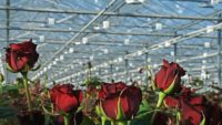 Praca Holandia 2020 w ogrodnictwie przy kwiatach-różach w szklarnia z Well