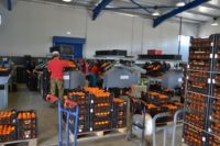 Fizyczna praca w Holandii przy sortowaniu owoców cytrusowych od zaraz bez języka, Haga 2020