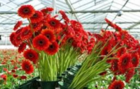 Holandia praca bez języka w ogrodnictwie pielęgnacja kwiatów w Poeldijk od zaraz