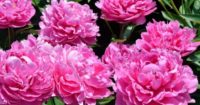 Ogrodnictwo praca Holandia bez języka przy kwiatach od zaraz Hoofddorp 2020