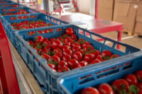 Fizyczna praca w Holandii bez języka – sortowanie pomidorów, Goes