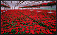 Praca w Holandii od zaraz w ogrodnictwie – szklarnia z kwiatami, Westland