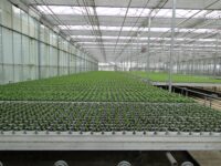 Ogrodnictwo oferta pracy w Holandii od zaraz przy sadzonkach i zbiorach w szklarni, Venlo