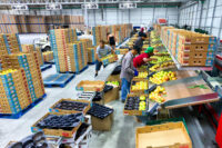 Oferta pracy w Holandii na produkcji od zaraz przy sortowaniu owoców-warzyw, Rotterdam
