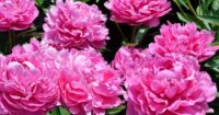 Od zaraz praca Holandia w ogrodnictwie bez znajomości języka przy kwiatach Hoofddorp