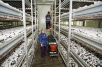Zbiory pieczarek oferta sezonowej pracy w Holandii od zaraz, Zijtaart 2020