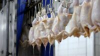 Praca w Holandii przy pakowaniu kurczaków od zaraz dla par w Doetinchem