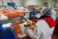 Oferta pracy w Holandii na produkcji obróbka ryby wędzonej od zaraz, Volendam