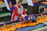 Bez znajomości języka praca Holandia od zaraz przy pakowaniu owoców w Hadze