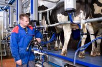 Dojarz krów praca w Holandii w rolnictwie od zaraz, Etten-Leur