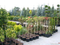 Pracownik szkółki drzewek Holandia praca w ogrodnictwie 2021 Hoogeloon