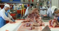 Dam pracę w Holandii 2021 w zakładach mięsnych – szynka wieprzowa – taśma