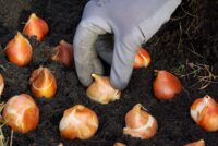 Sadzenie tulipanów Holandia praca od zaraz bez języka w ogrodnictwie 2021, Abbenes