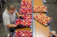 Sortowanie owoców i warzyw bez języka dam pracę w Holandii od zaraz, Haga 2021