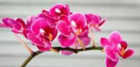 Ogrodnictwo dam pracę w Holandii od zaraz przy kwiatach-orchideach w Hadze