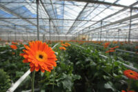 Dam pracę w Holandii bez języka w ogrodnictwie od zaraz przy kwiatach – gerberach w Delfgouw