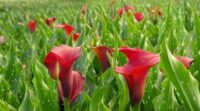 Bez języka praca Holandia w ogrodnictwie przy kwiatach od kwietnia 2021 Almere