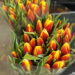 tulipany-tulipan-ciete-kwiaty-rosliny-michalowice-506040222